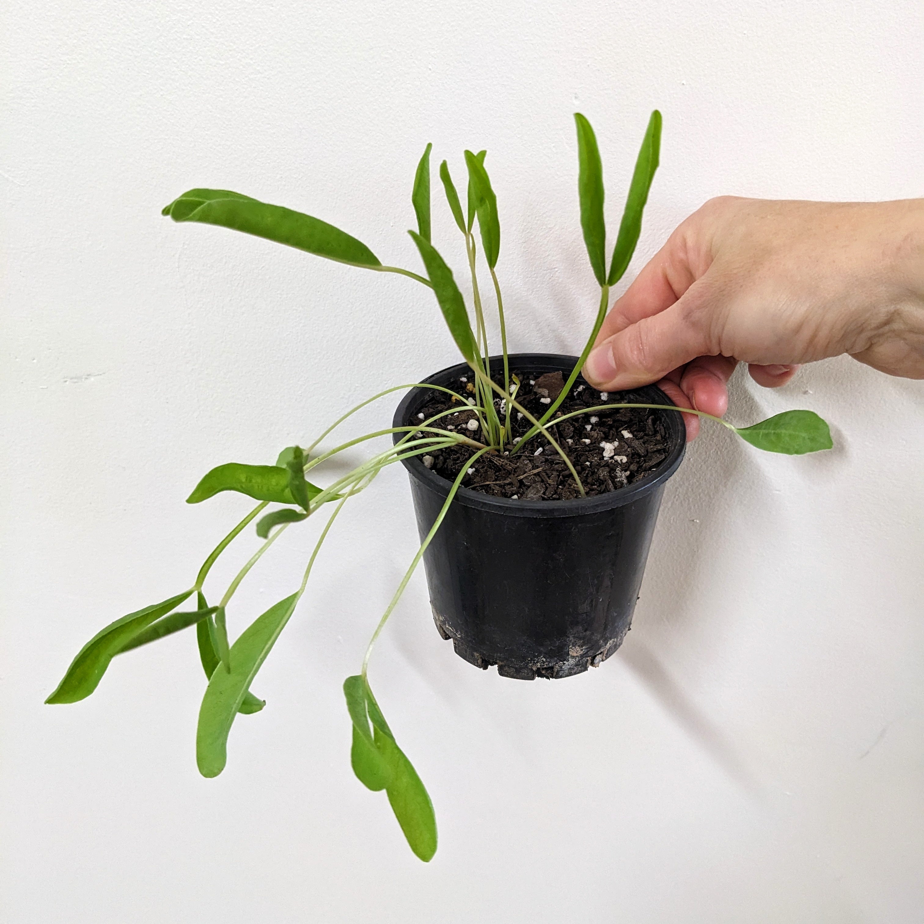 Oxalis fabaefolia - 10cm pot